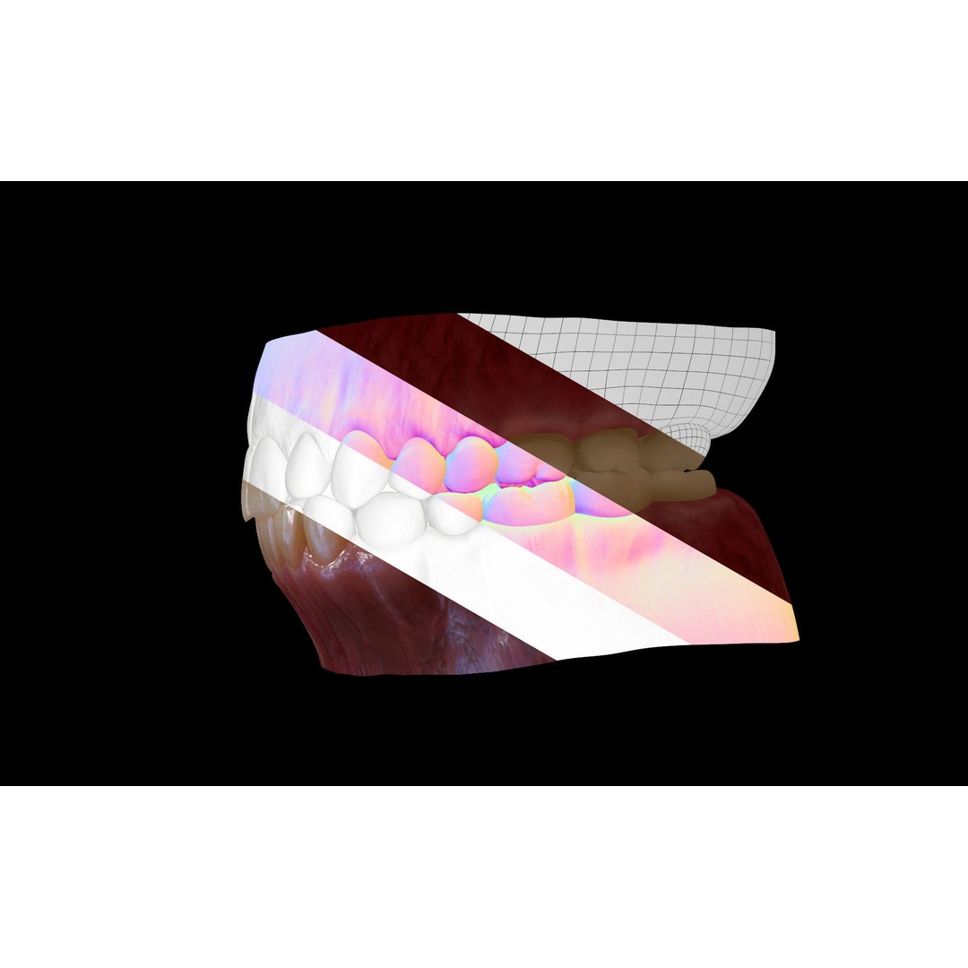Gums Teeth and Tongue 3D Model – Low Poly Game Asset, PBR Textures