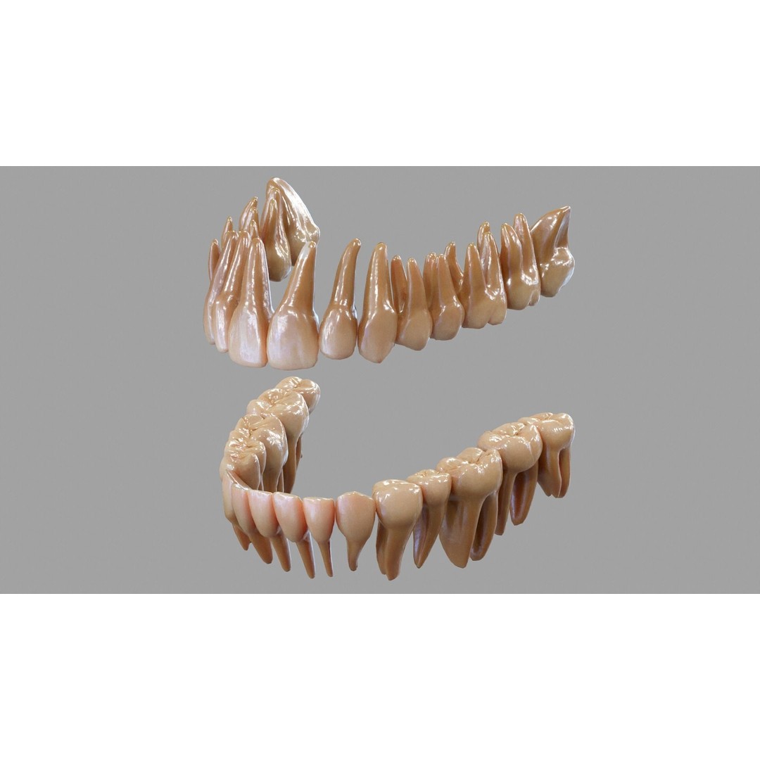 Gums Teeth and Tongue 3D Model – Low Poly Game Asset, PBR Textures - View 10