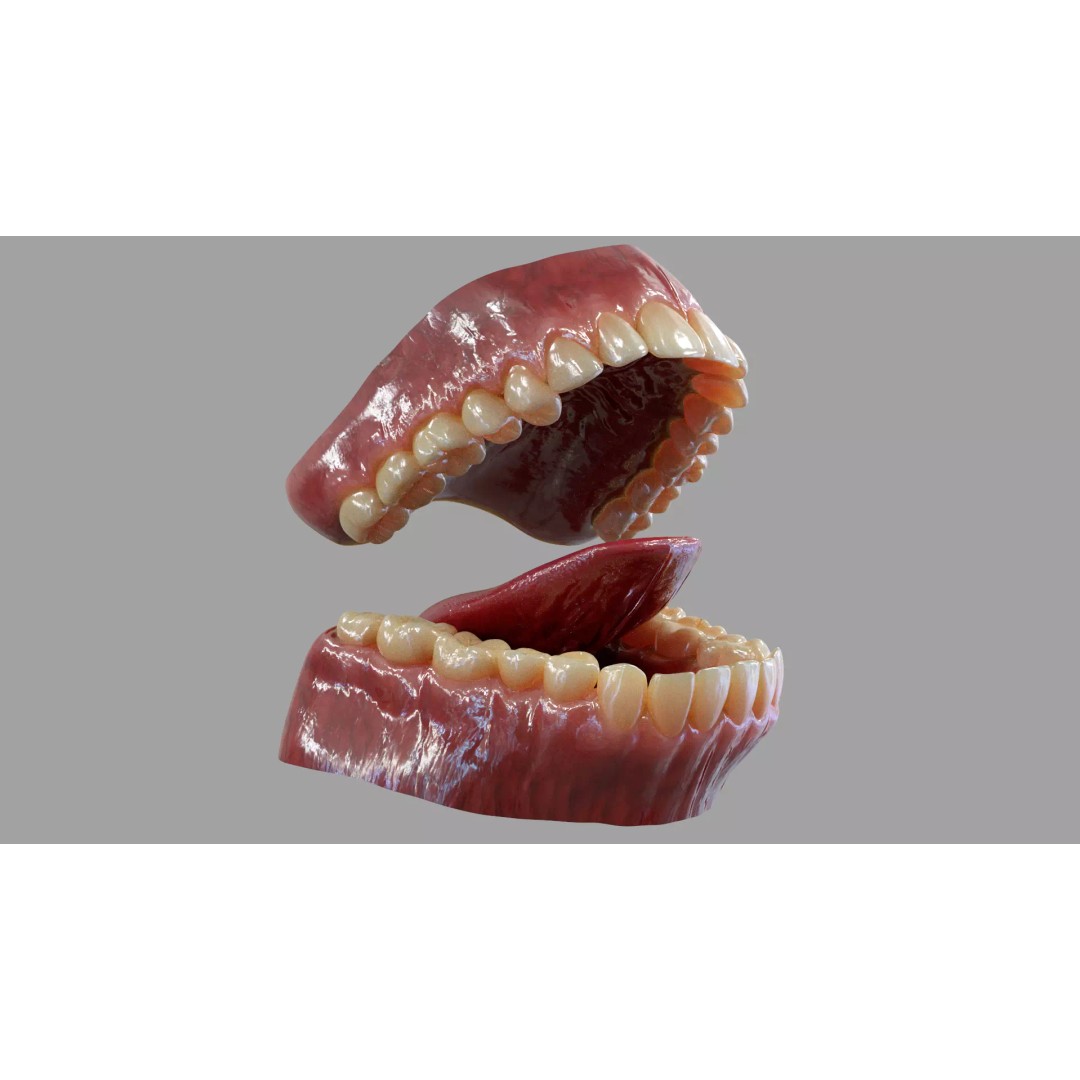 Gums Teeth and Tongue 3D Model – Low Poly Game Asset, PBR Textures - View 2