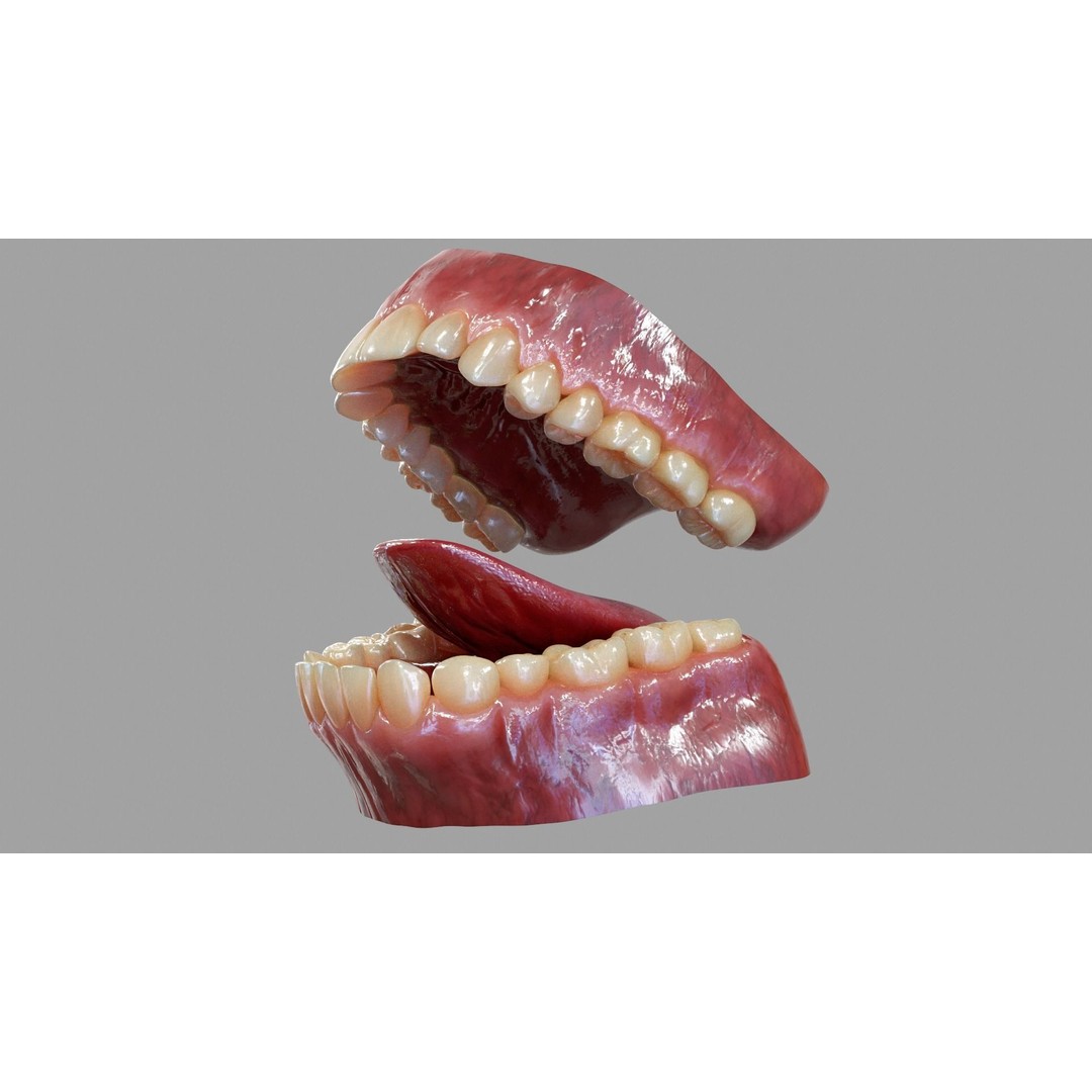 Gums Teeth and Tongue 3D Model – Low Poly Game Asset, PBR Textures - View 3