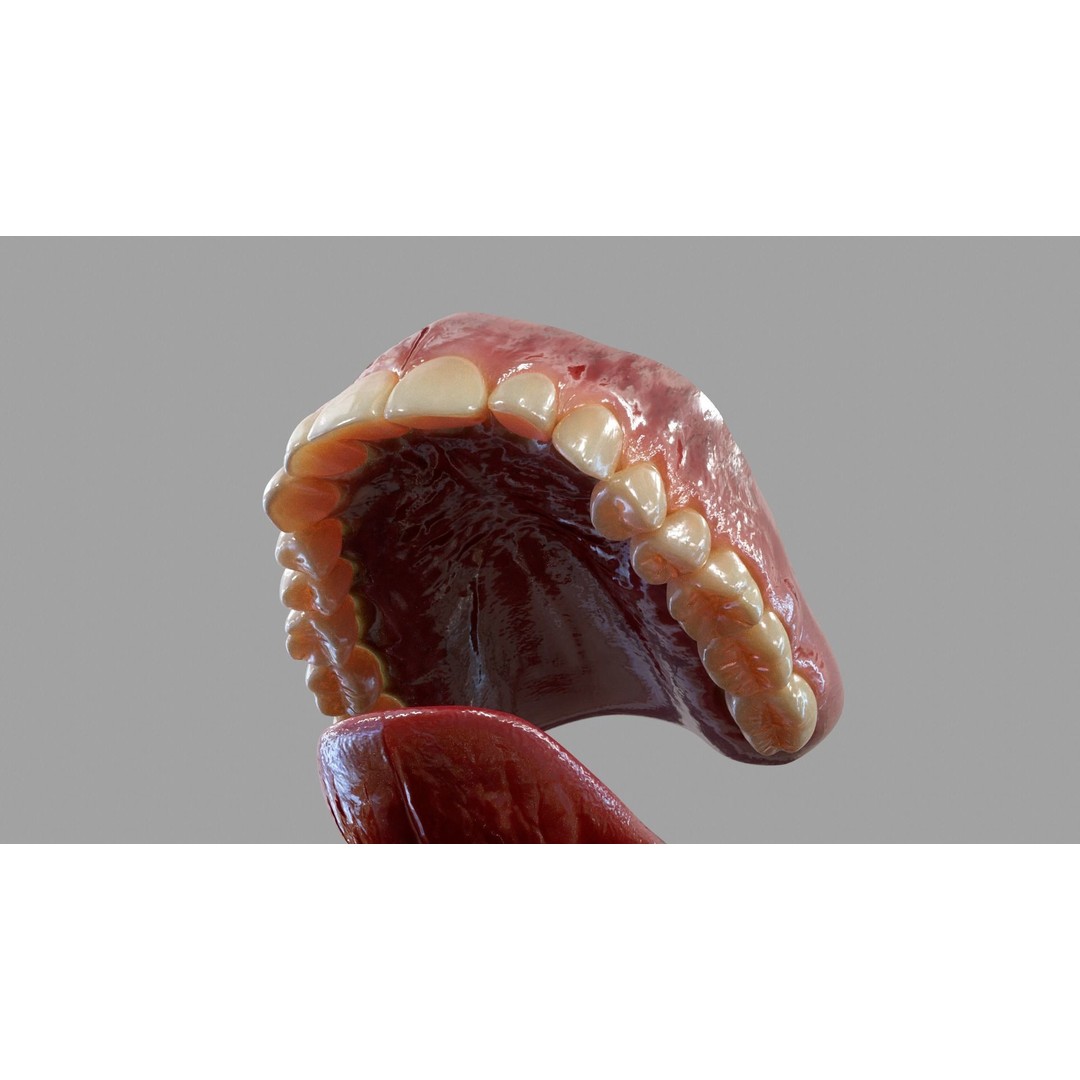 Gums Teeth and Tongue 3D Model – Low Poly Game Asset, PBR Textures - View 4