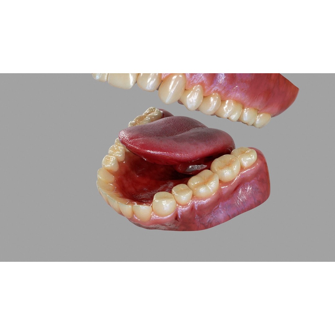 Gums Teeth and Tongue 3D Model – Low Poly Game Asset, PBR Textures - View 5