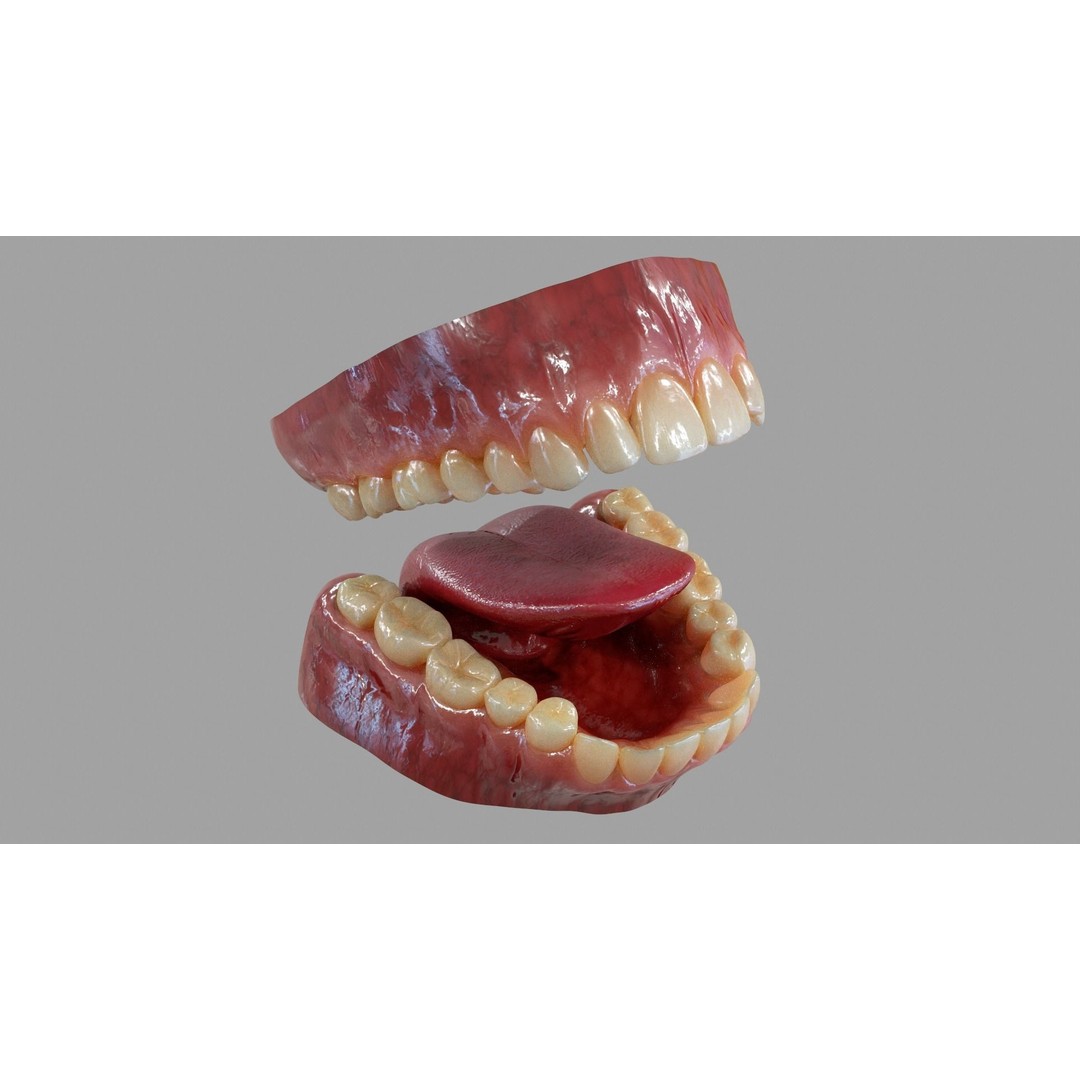 Gums Teeth and Tongue 3D Model – Low Poly Game Asset, PBR Textures - View 6