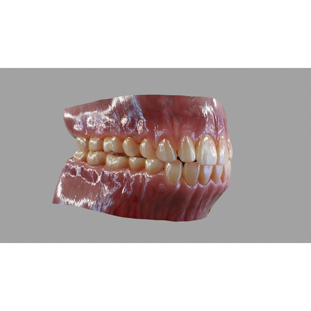 Gums Teeth and Tongue 3D Model – Low Poly Game Asset, PBR Textures - View 7