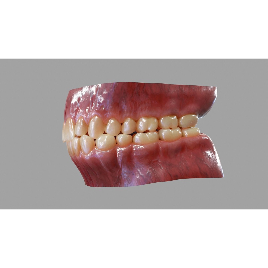 Gums Teeth and Tongue 3D Model – Low Poly Game Asset, PBR Textures - View 9