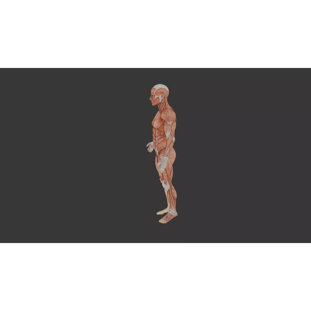 Human Muscle System 3D Model – Realistic Anatomy for Medical Use - View 10