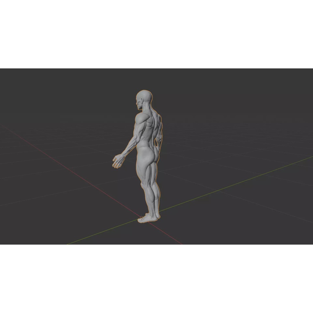 Human Muscle System 3D Model – Realistic Anatomy for Medical Use - View 13