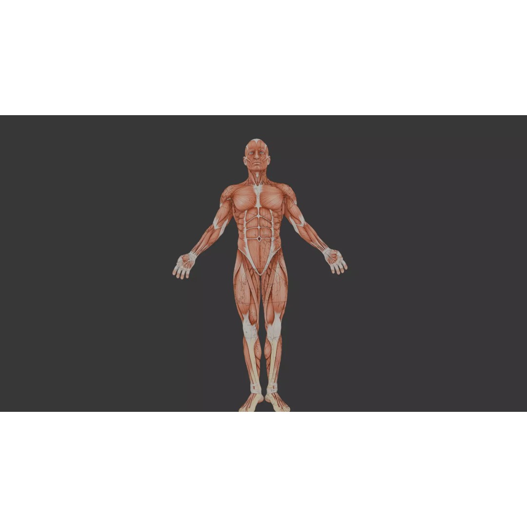 Human Muscle System 3D Model – Realistic Anatomy for Medical Use - View 8