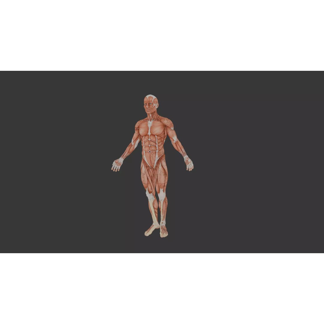 Human Muscle System 3D Model – Realistic Anatomy for Medical Use - View 9
