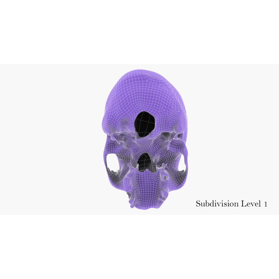 Real Human Skull 3D Model – Low Poly Game Asset, FBX, OBJ