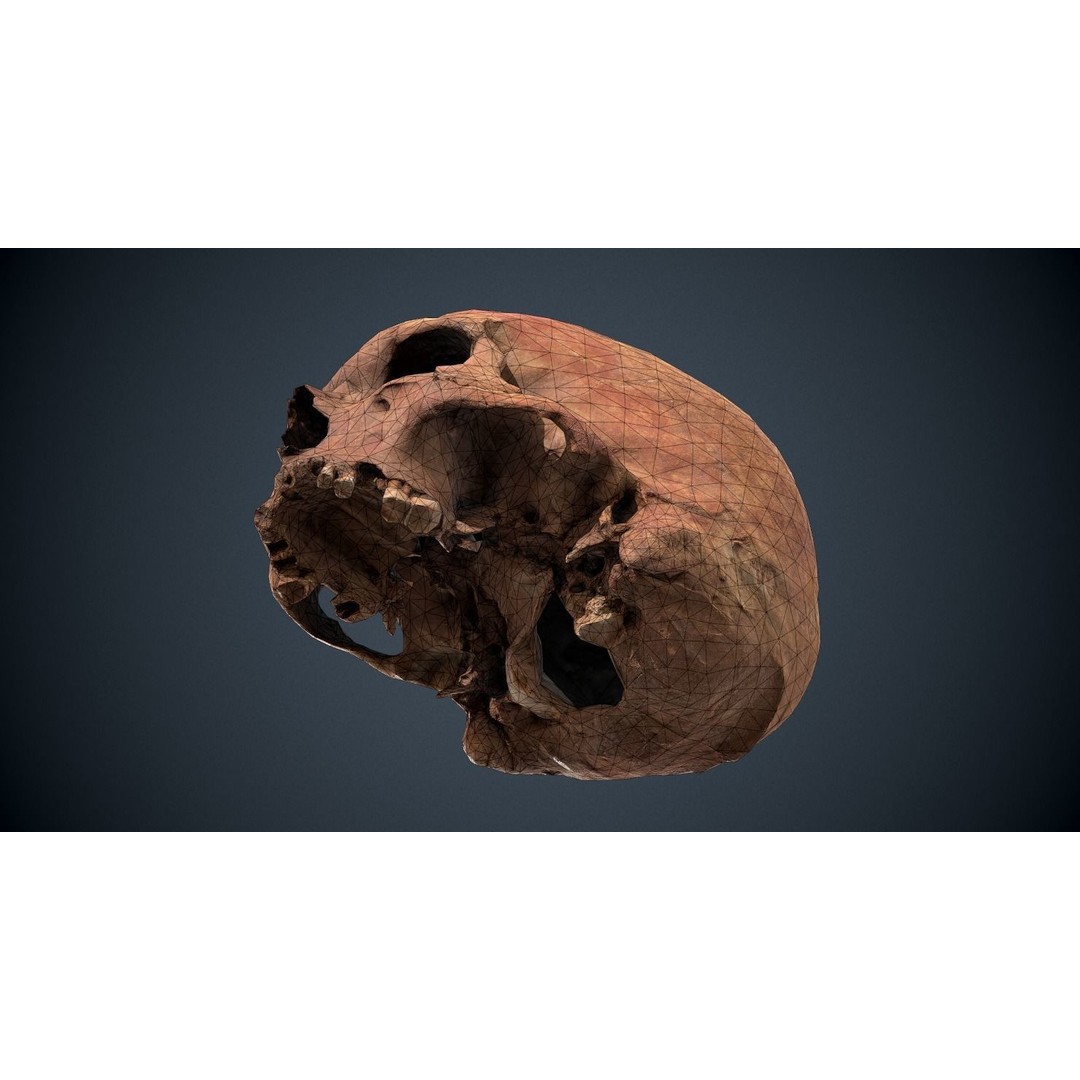 Real Human Skull 3D Model – Low Poly Game Asset, FBX, OBJ - View 10