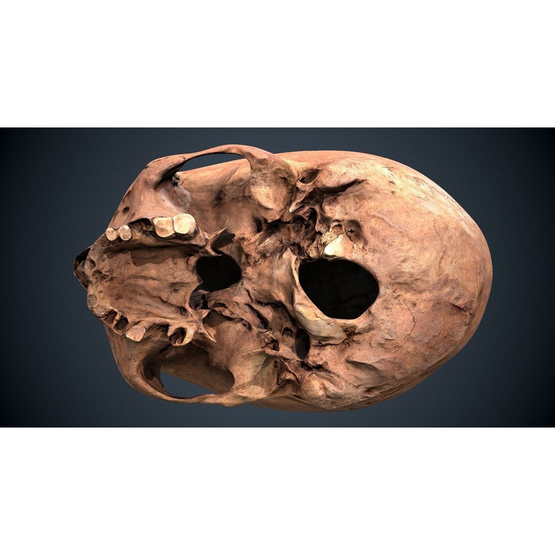 Real Human Skull 3D Model – Low Poly Game Asset, FBX, OBJ - View 11