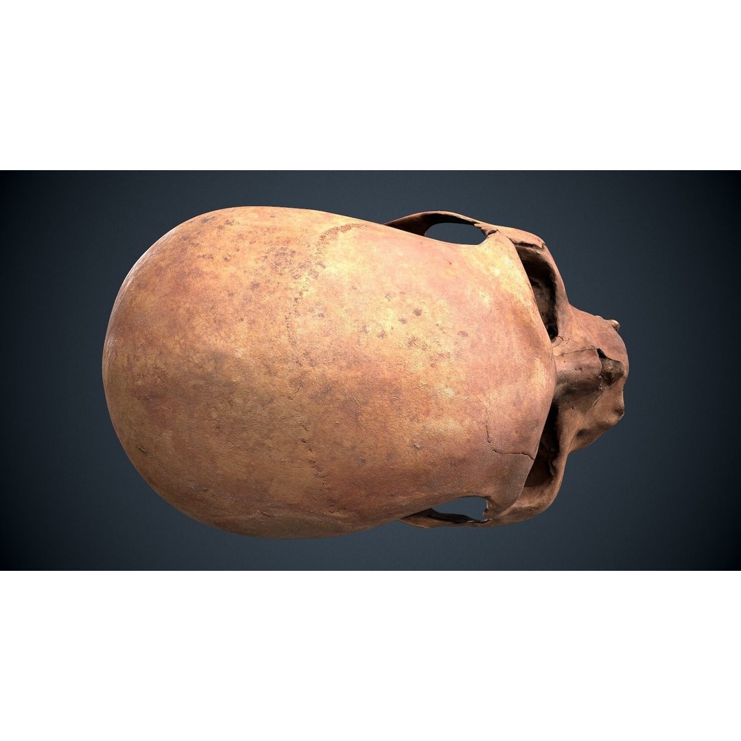 Real Human Skull 3D Model – Low Poly Game Asset, FBX, OBJ - View 12
