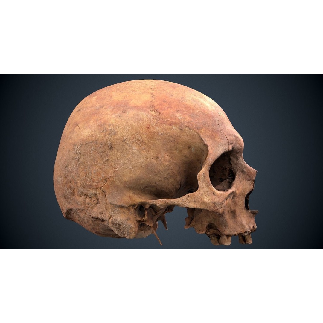 Real Human Skull 3D Model – Low Poly Game Asset, FBX, OBJ - View 13