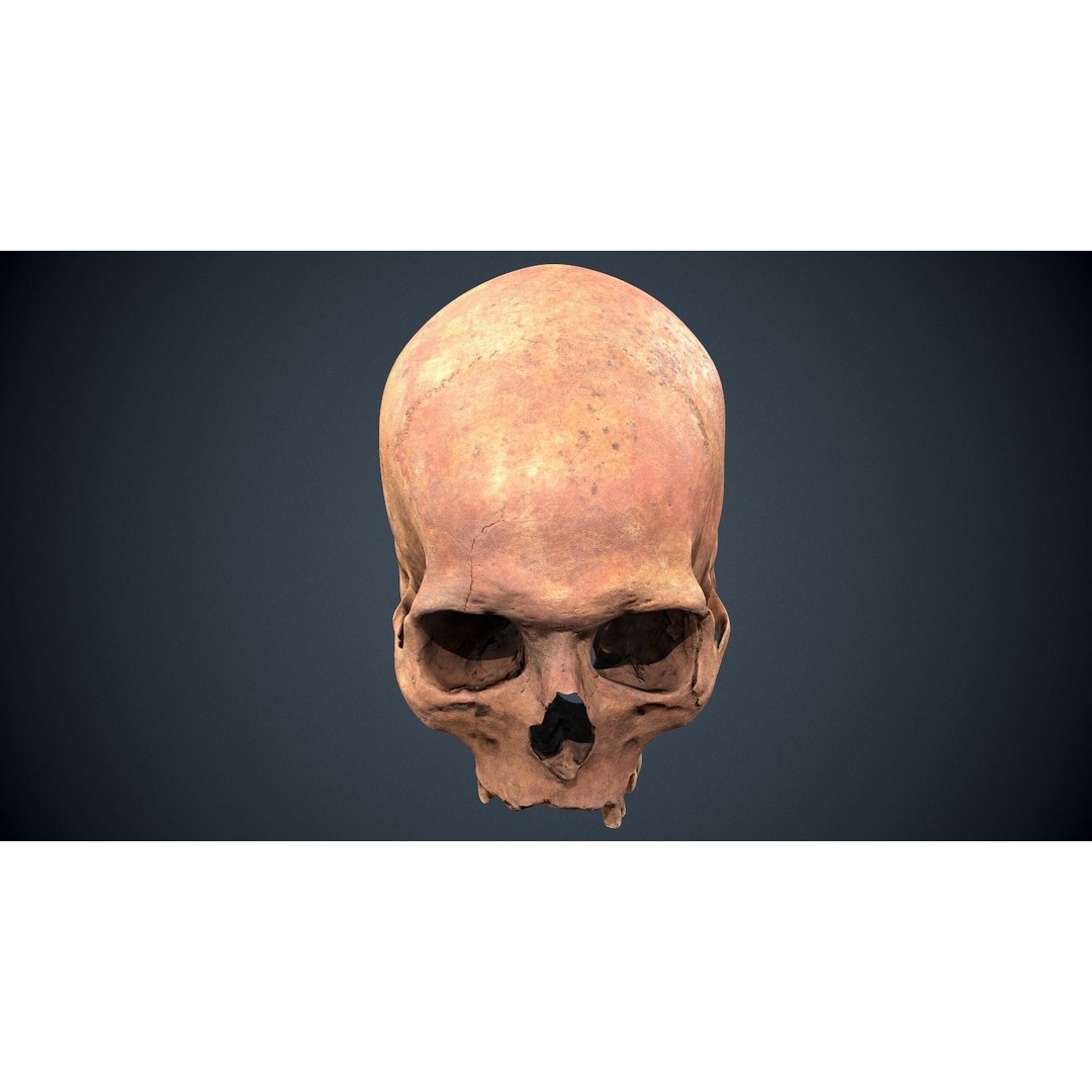 Real Human Skull 3D Model – Low Poly Game Asset, FBX, OBJ - View 14