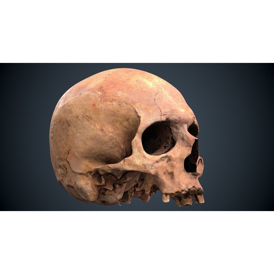 Real Human Skull 3D Model – Low Poly Game Asset, FBX, OBJ - View 15