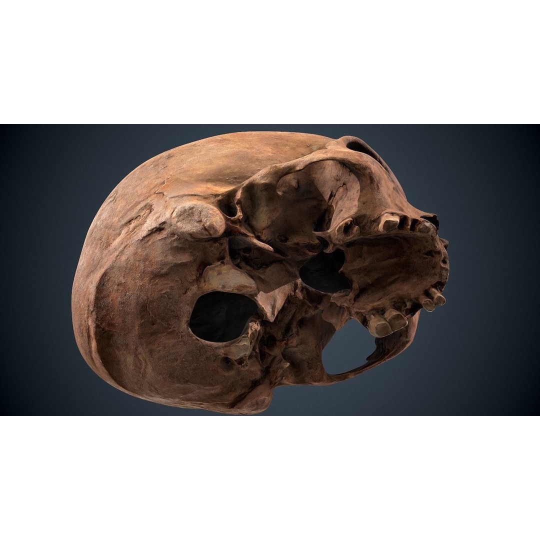 Real Human Skull 3D Model – Low Poly Game Asset, FBX, OBJ - View 16