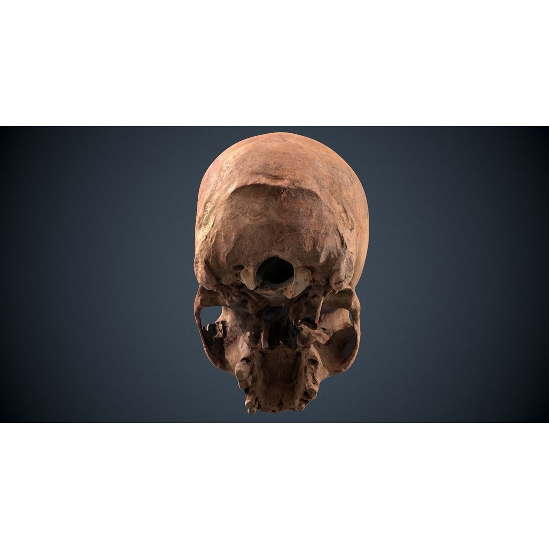 Real Human Skull 3D Model – Low Poly Game Asset, FBX, OBJ - View 19