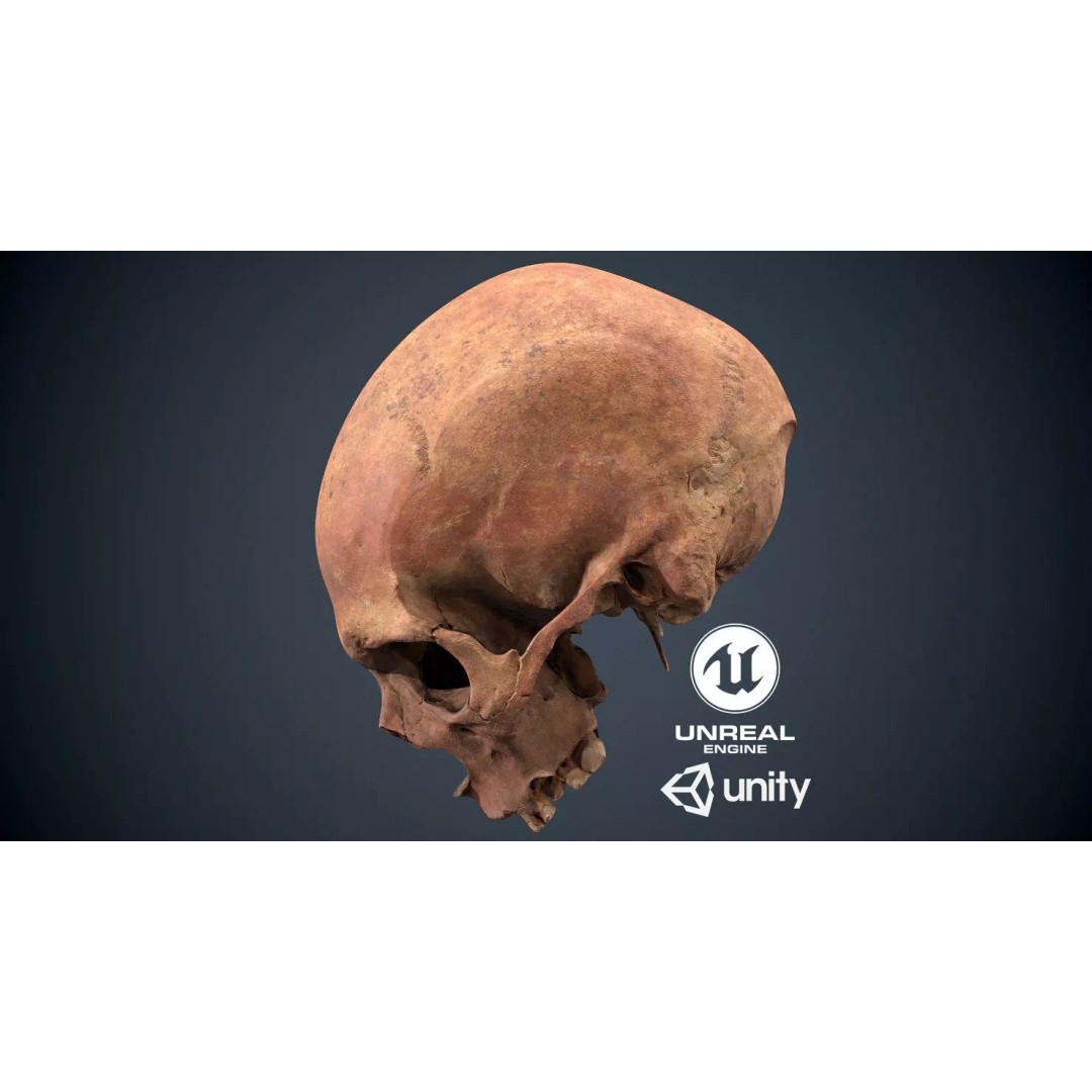 Real Human Skull 3D Model – Low Poly Game Asset, FBX, OBJ - View 2