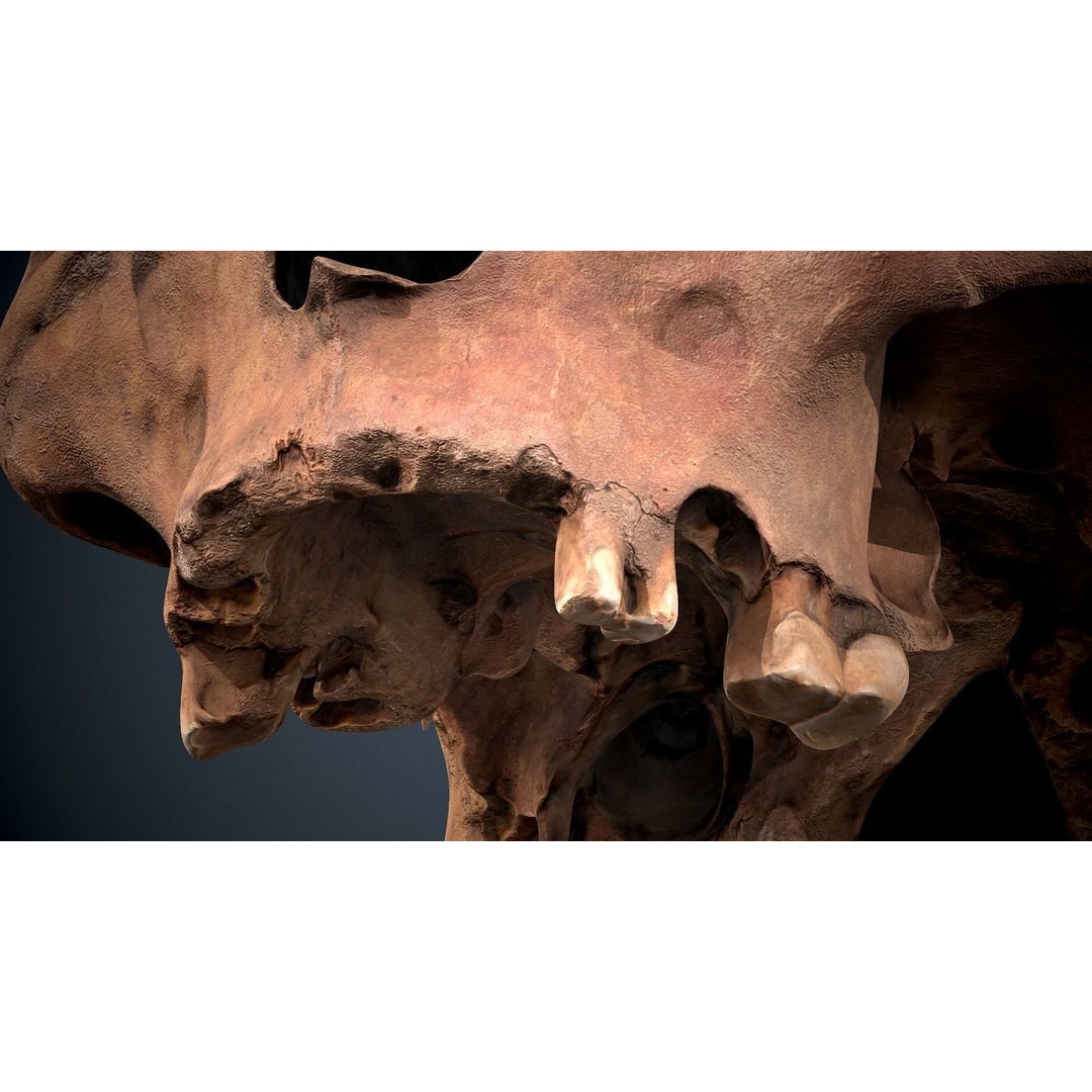 Real Human Skull 3D Model – Low Poly Game Asset, FBX, OBJ - View 21