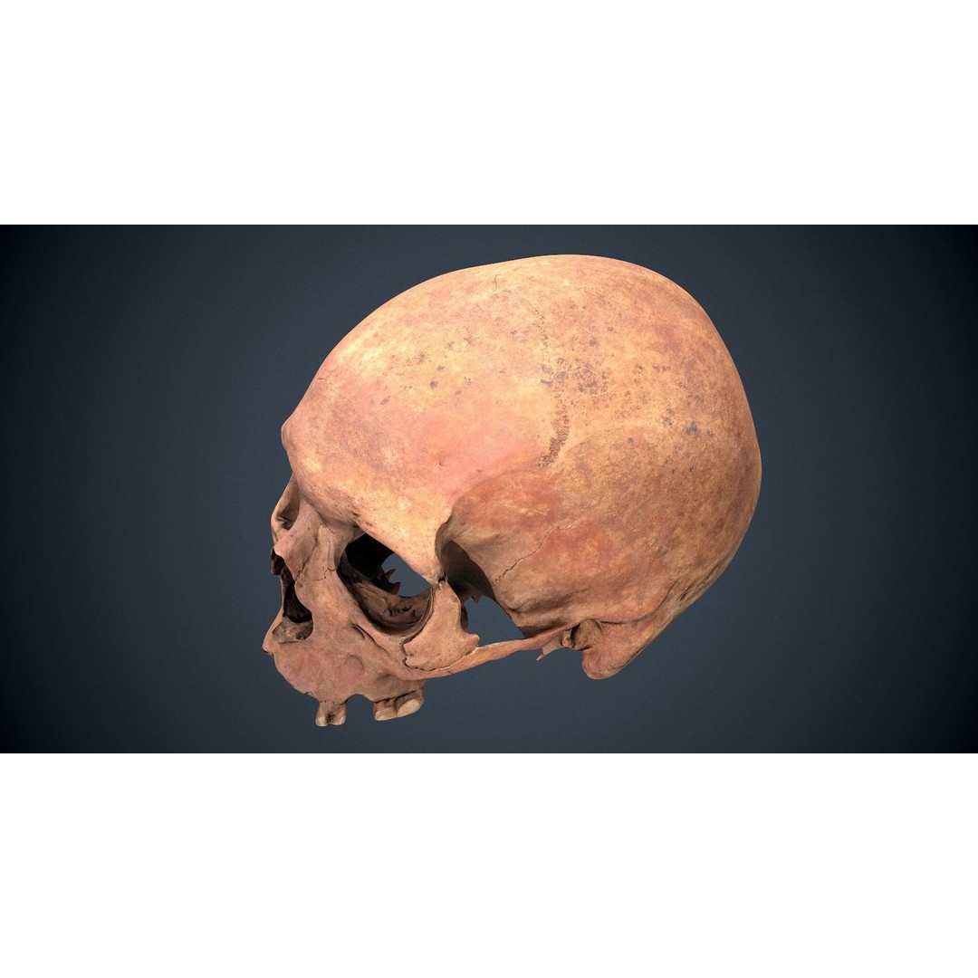Real Human Skull 3D Model – Low Poly Game Asset, FBX, OBJ - View 22