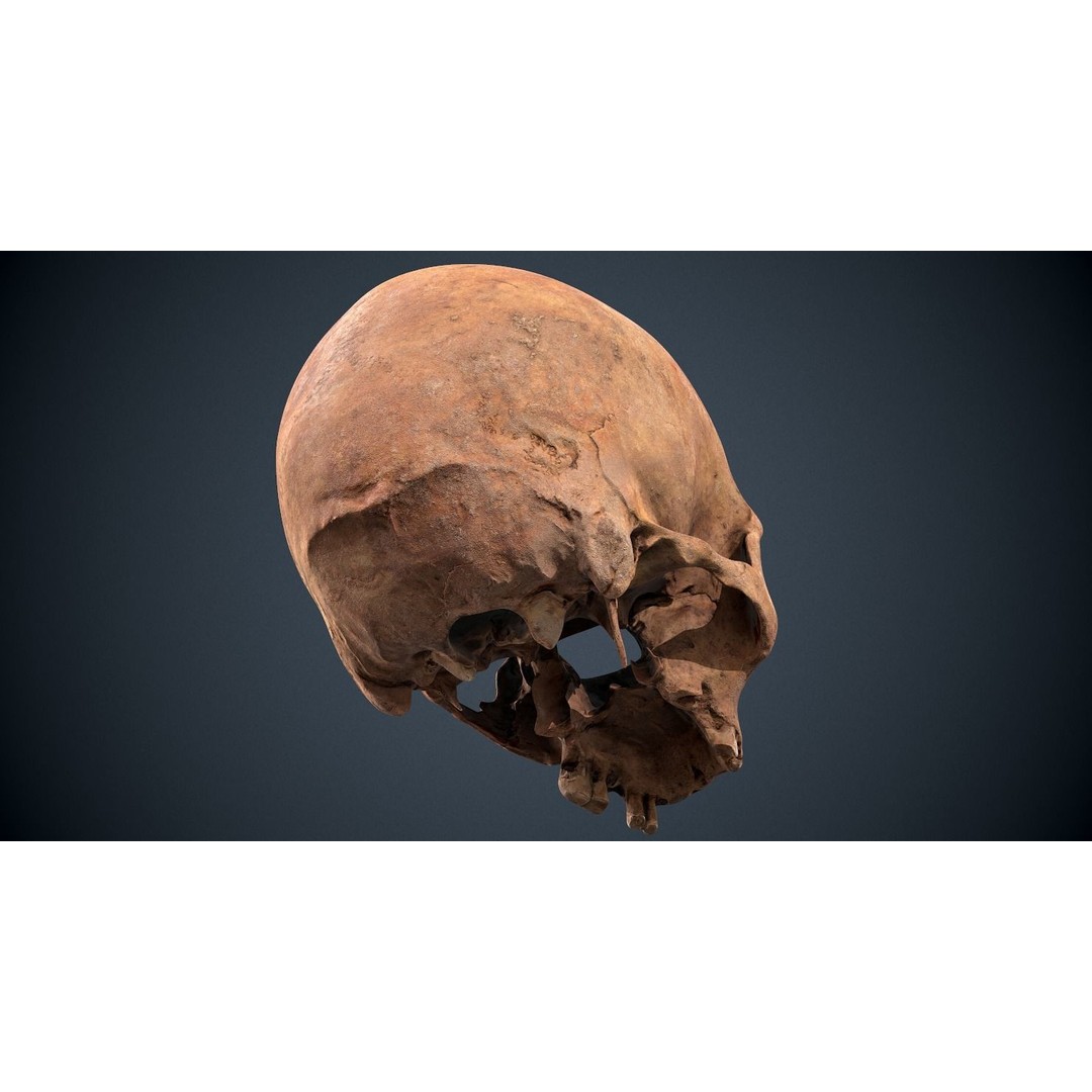 Real Human Skull 3D Model – Low Poly Game Asset, FBX, OBJ - View 23