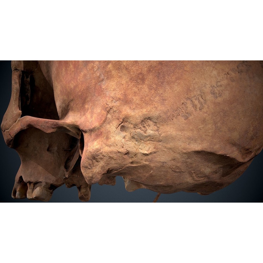 Real Human Skull 3D Model – Low Poly Game Asset, FBX, OBJ - View 24