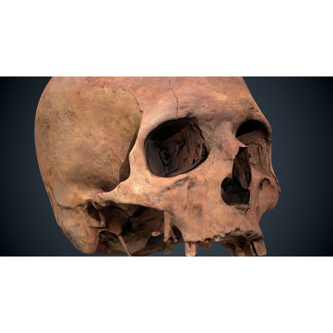 Real Human Skull 3D Model – Low Poly Game Asset, FBX, OBJ - View 26