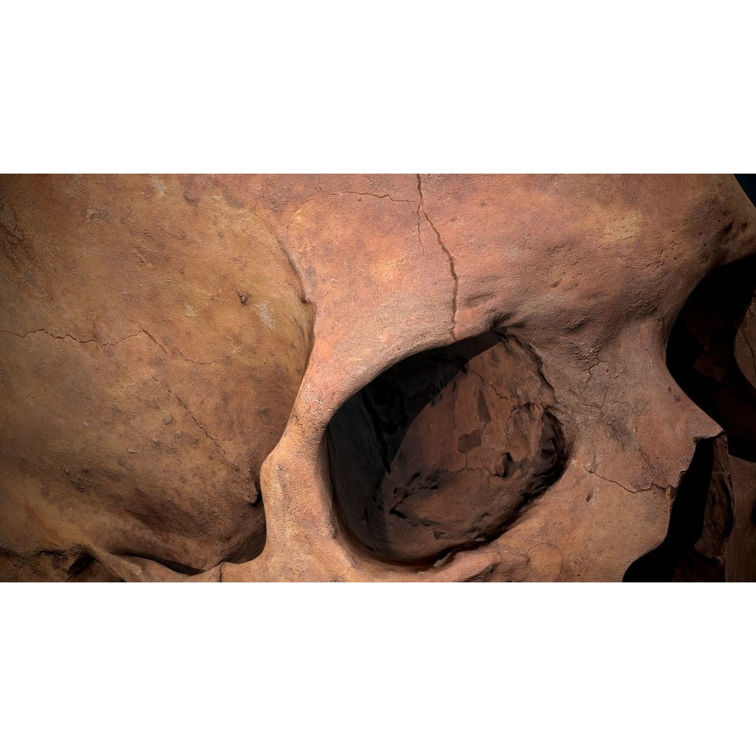 Real Human Skull 3D Model – Low Poly Game Asset, FBX, OBJ - View 27