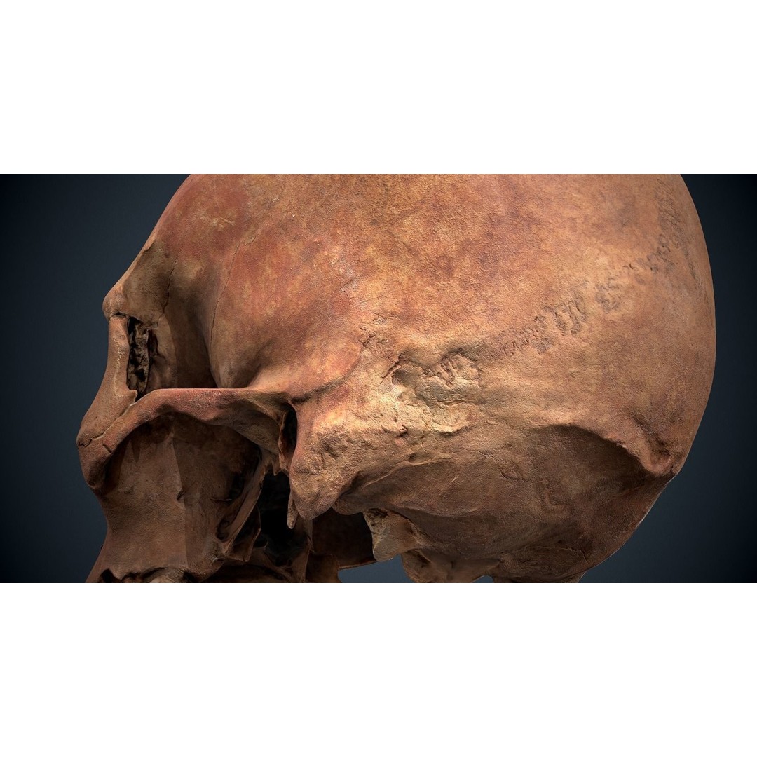 Real Human Skull 3D Model – Low Poly Game Asset, FBX, OBJ - View 28