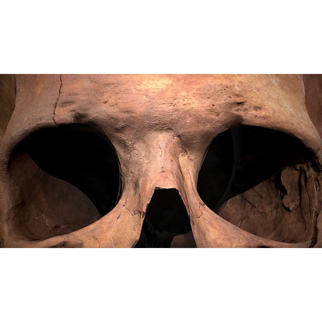 Real Human Skull 3D Model – Low Poly Game Asset, FBX, OBJ - View 29
