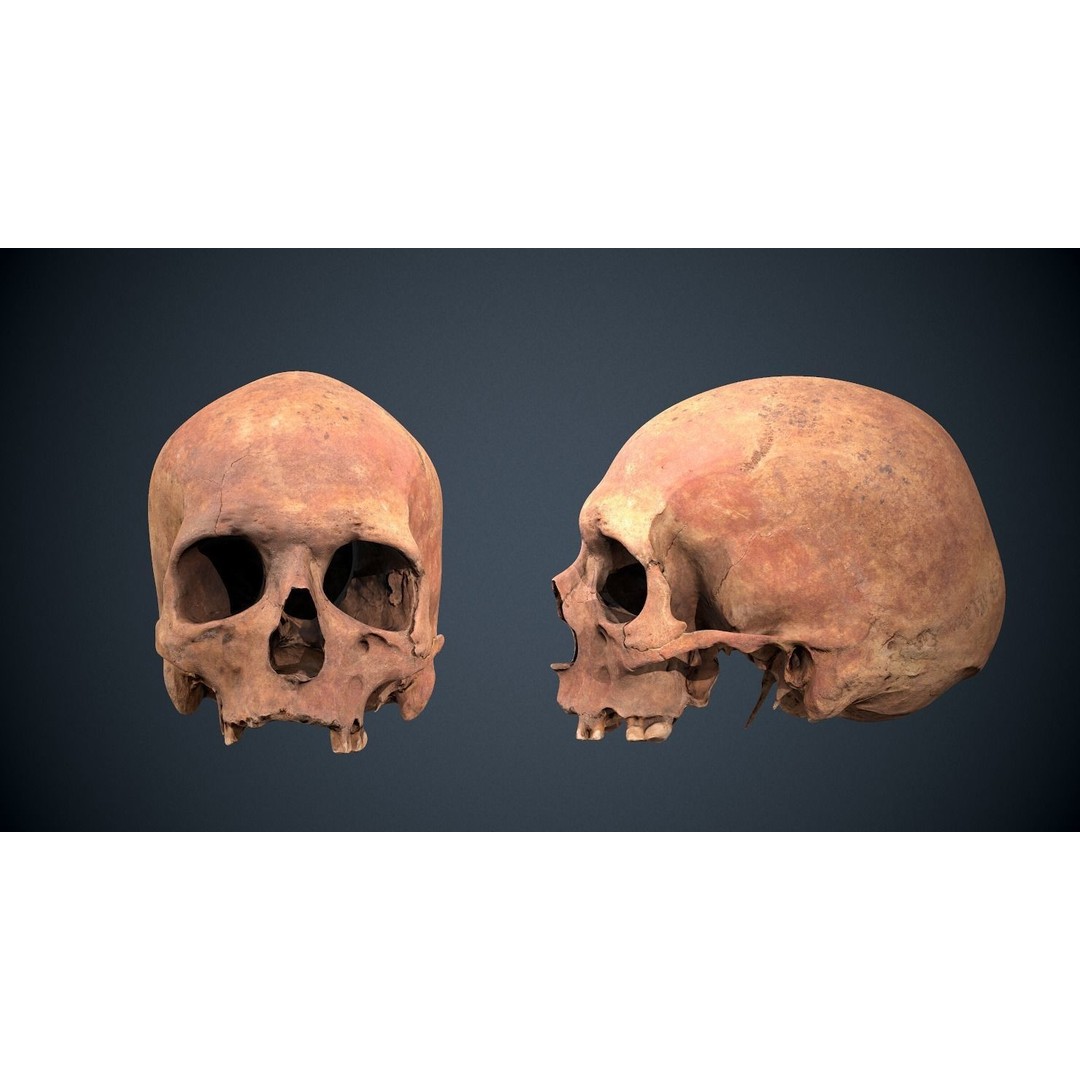 Real Human Skull 3D Model – Low Poly Game Asset, FBX, OBJ - View 3