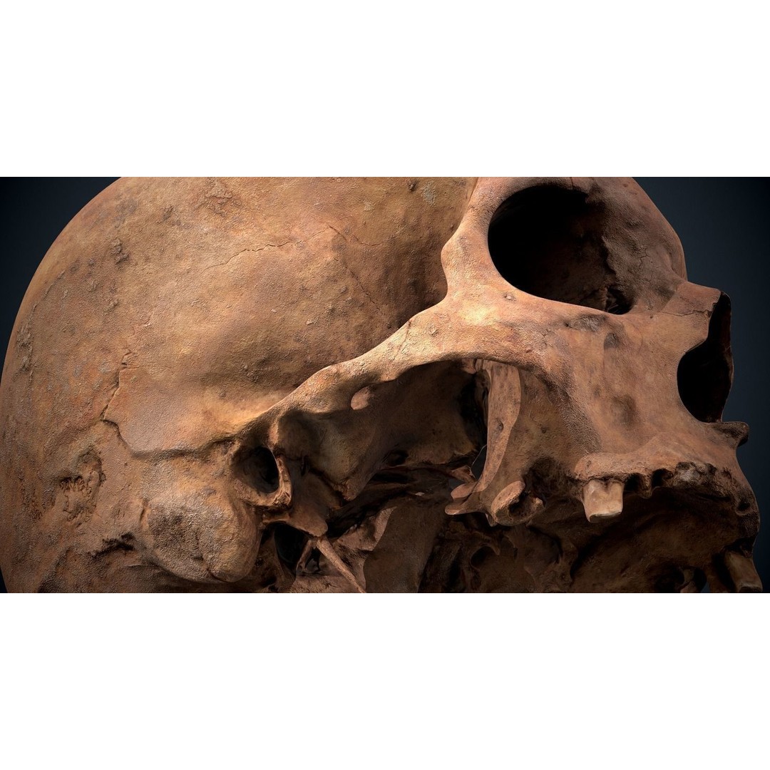 Real Human Skull 3D Model – Low Poly Game Asset, FBX, OBJ - View 30
