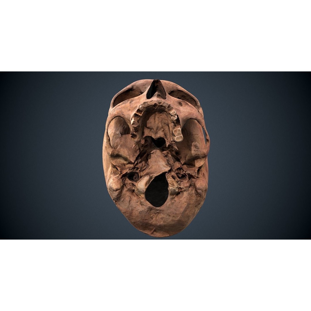 Real Human Skull 3D Model – Low Poly Game Asset, FBX, OBJ - View 31