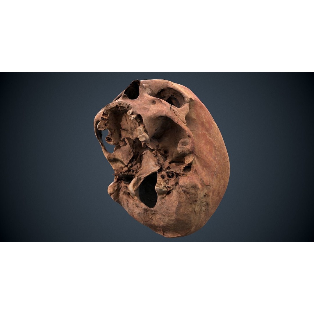 Real Human Skull 3D Model – Low Poly Game Asset, FBX, OBJ - View 32