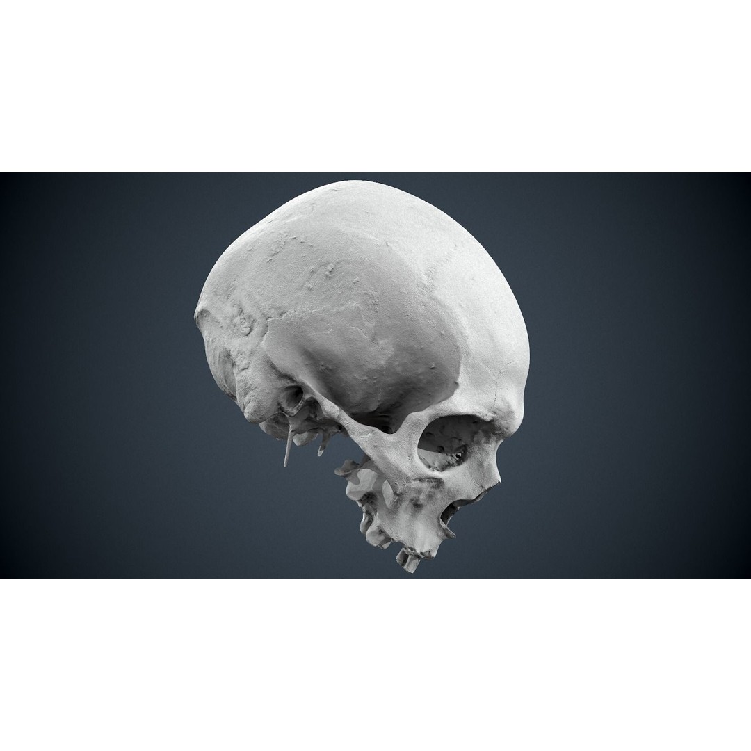 Real Human Skull 3D Model – Low Poly Game Asset, FBX, OBJ - View 33