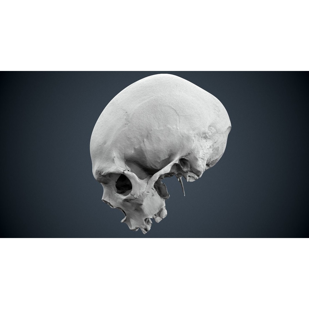 Real Human Skull 3D Model – Low Poly Game Asset, FBX, OBJ - View 34