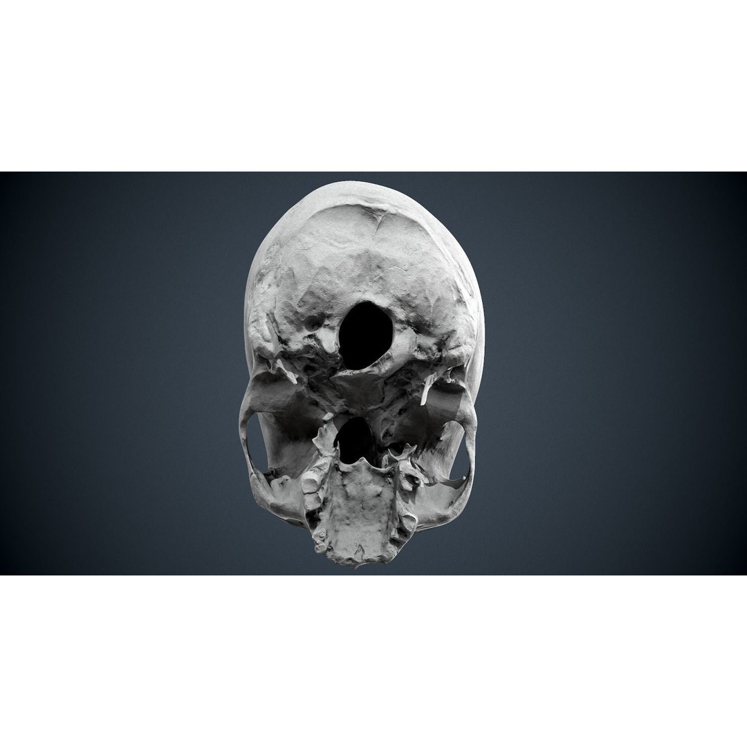 Real Human Skull 3D Model – Low Poly Game Asset, FBX, OBJ - View 35