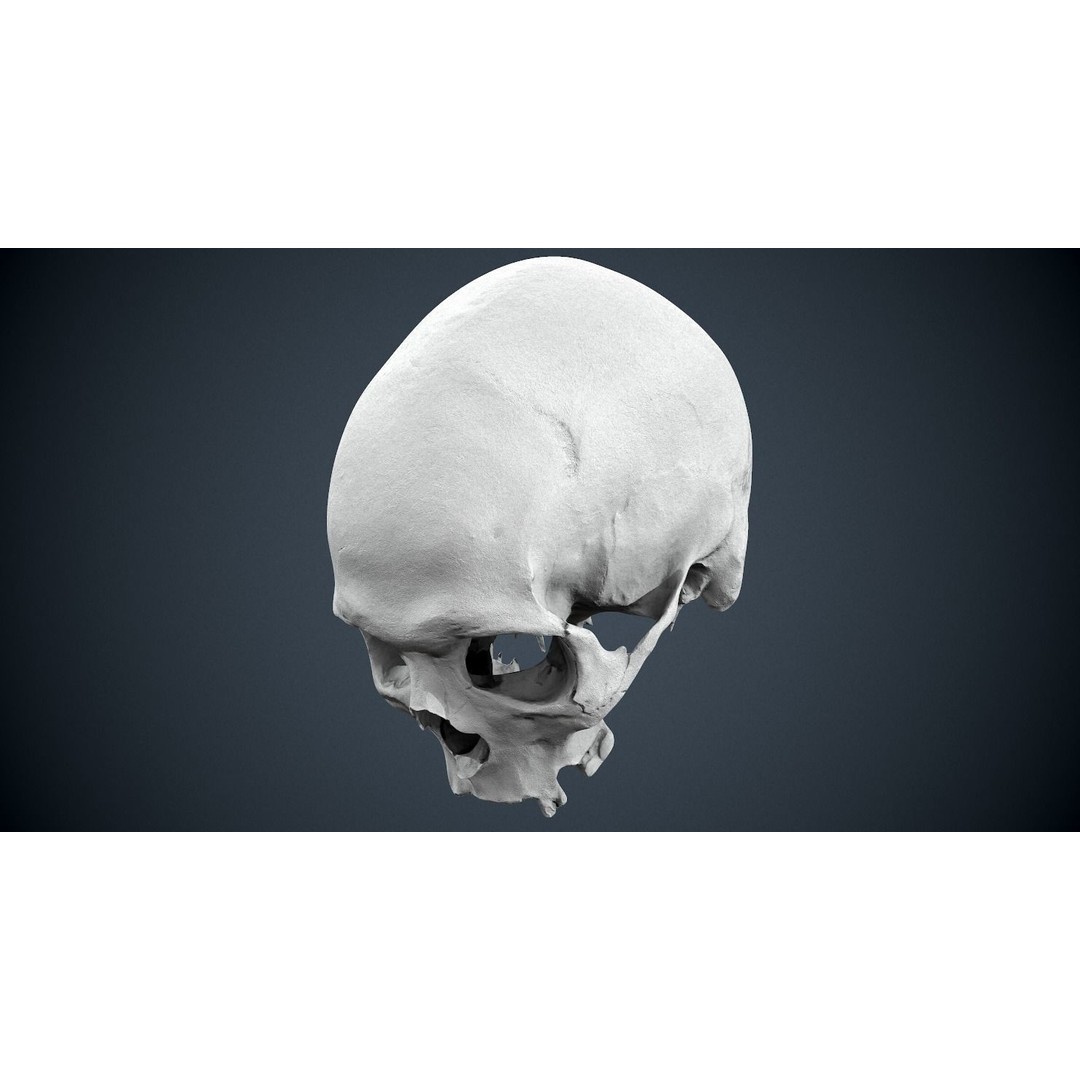Real Human Skull 3D Model – Low Poly Game Asset, FBX, OBJ - View 36