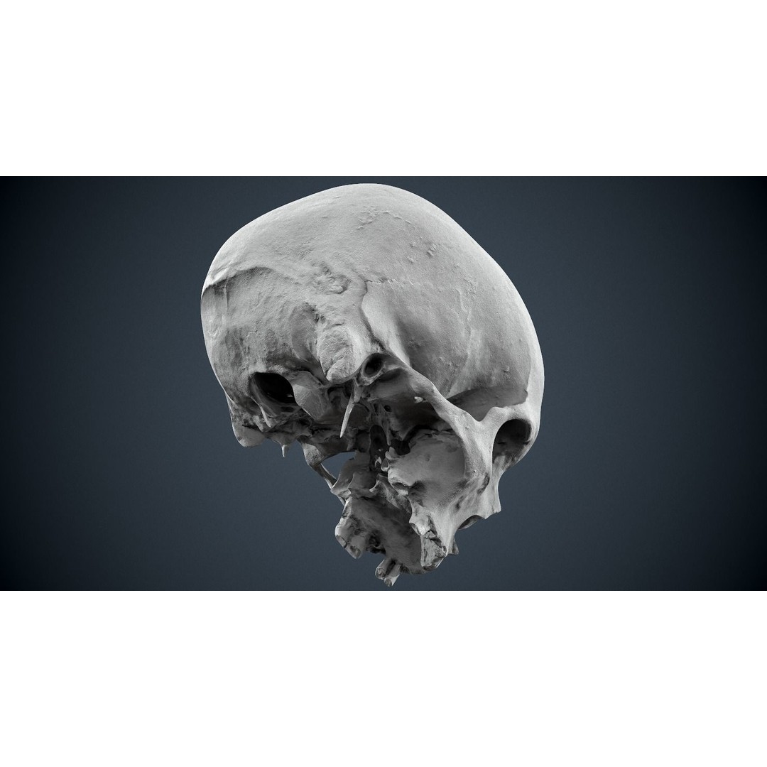 Real Human Skull 3D Model – Low Poly Game Asset, FBX, OBJ - View 37