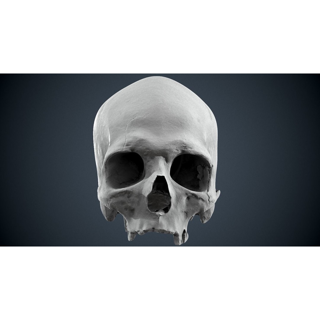 Real Human Skull 3D Model – Low Poly Game Asset, FBX, OBJ - View 38
