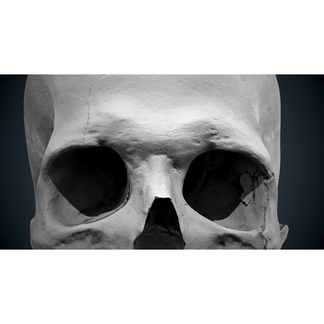 Real Human Skull 3D Model – Low Poly Game Asset, FBX, OBJ - View 39