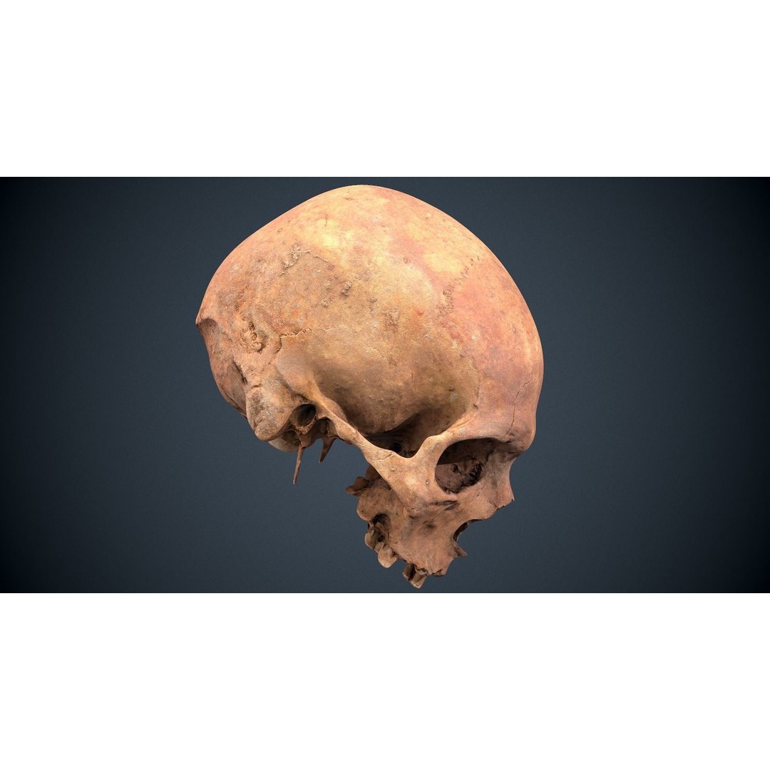 Real Human Skull 3D Model – Low Poly Game Asset, FBX, OBJ - View 4