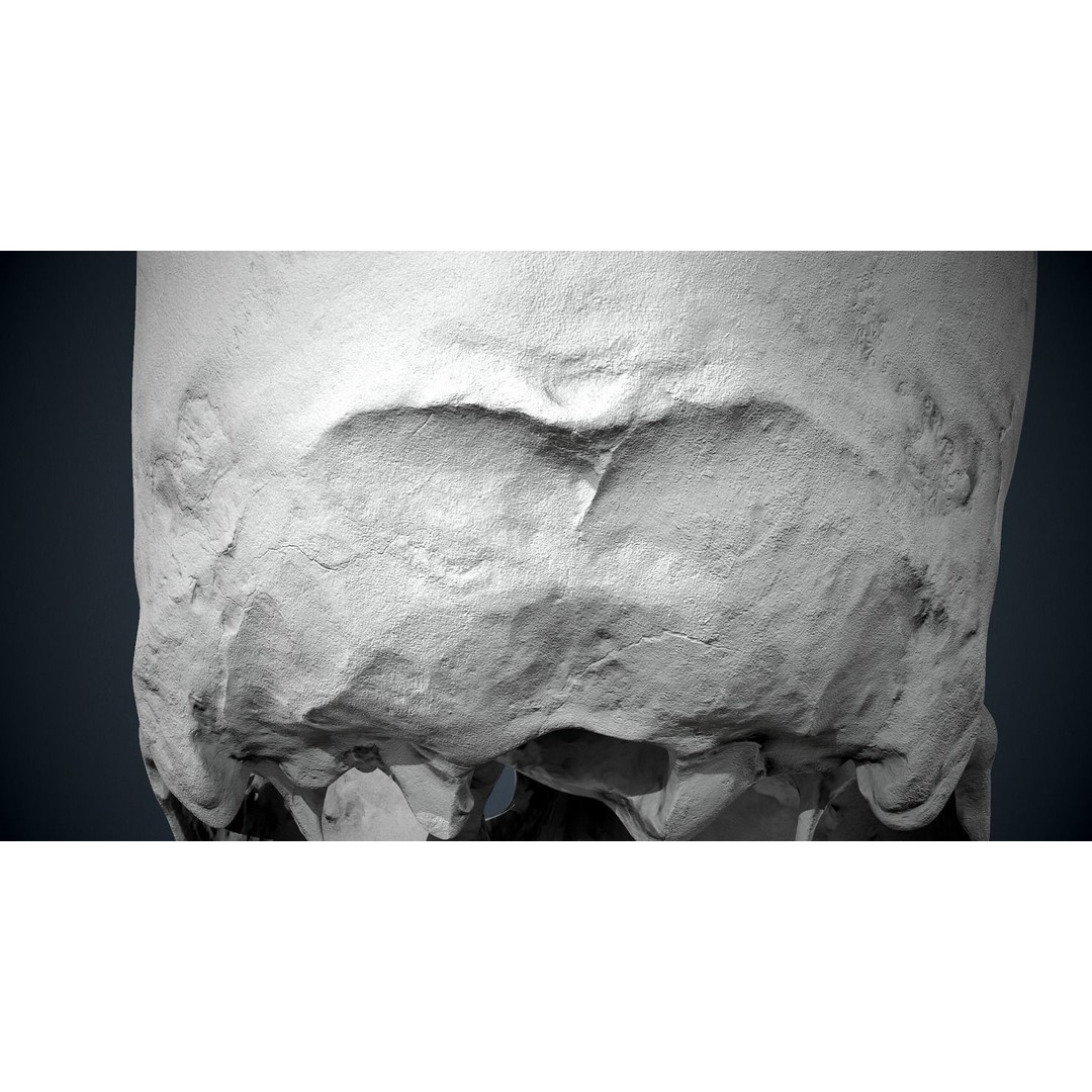 Real Human Skull 3D Model – Low Poly Game Asset, FBX, OBJ - View 40