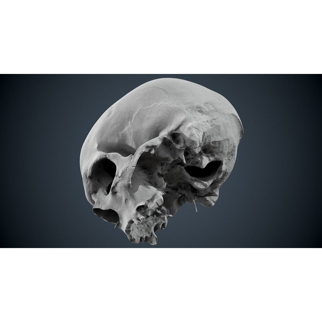 Real Human Skull 3D Model – Low Poly Game Asset, FBX, OBJ - View 41