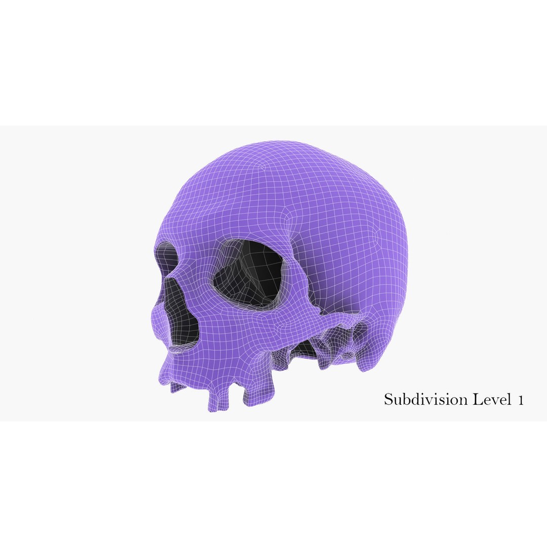 Real Human Skull 3D Model – Low Poly Game Asset, FBX, OBJ - View 47