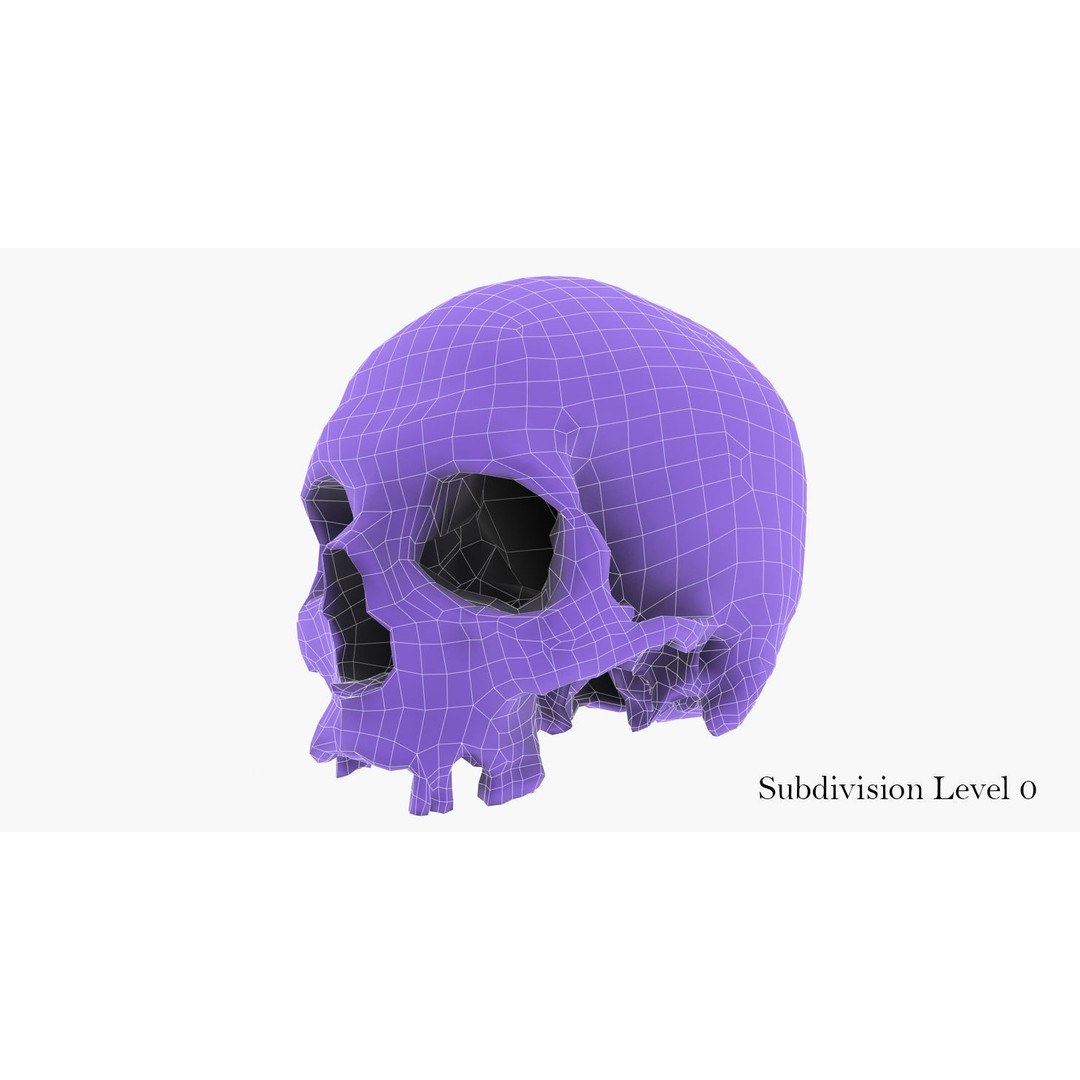 Real Human Skull 3D Model – Low Poly Game Asset, FBX, OBJ - View 48
