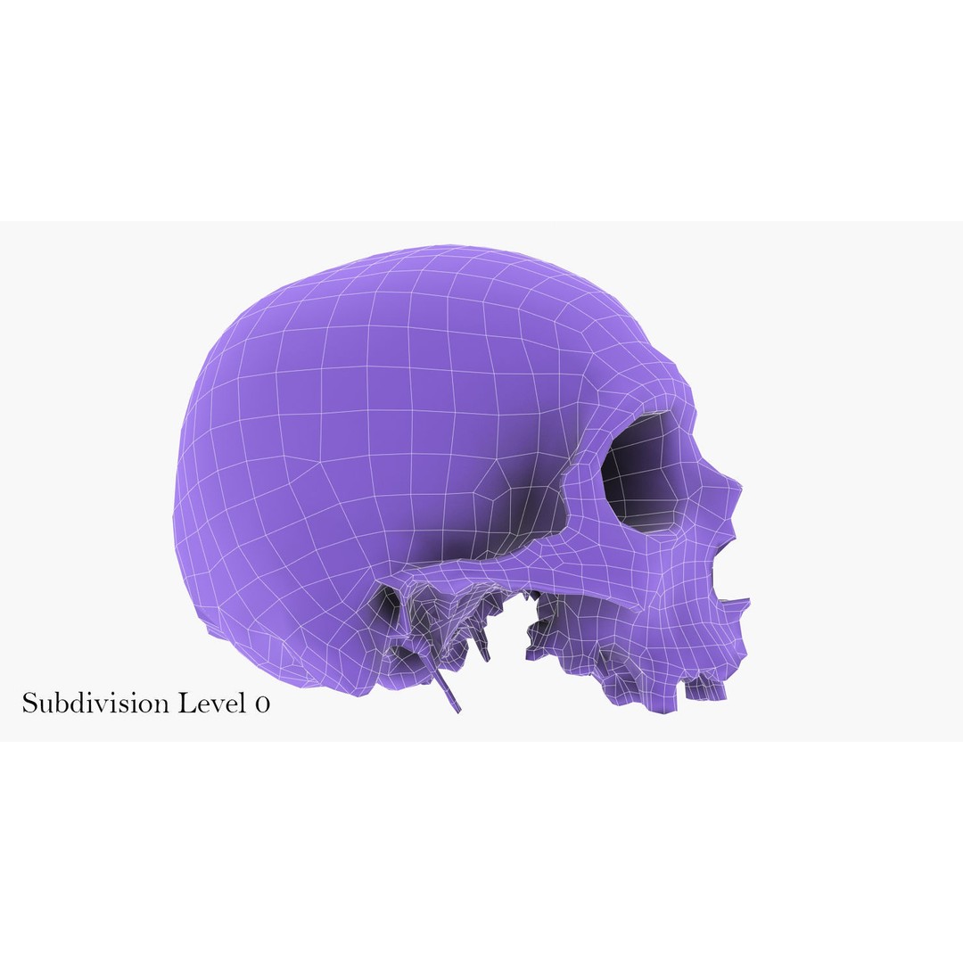 Real Human Skull 3D Model – Low Poly Game Asset, FBX, OBJ - View 49