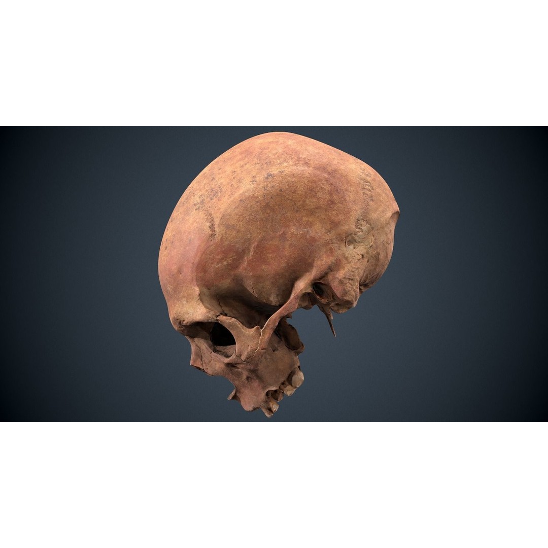 Real Human Skull 3D Model – Low Poly Game Asset, FBX, OBJ - View 5