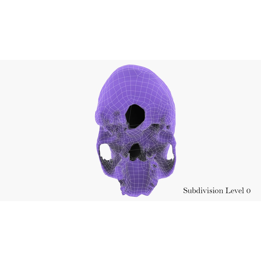 Real Human Skull 3D Model – Low Poly Game Asset, FBX, OBJ - View 51